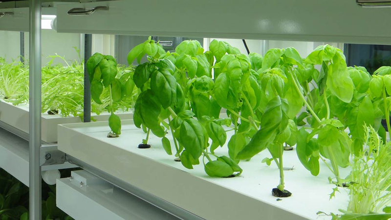 Illustration for article titled Compact Hydroponics Cube Turns an Extra Parking Spot Into a Vegetable Farm